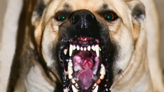 attack dog voor blog jan18