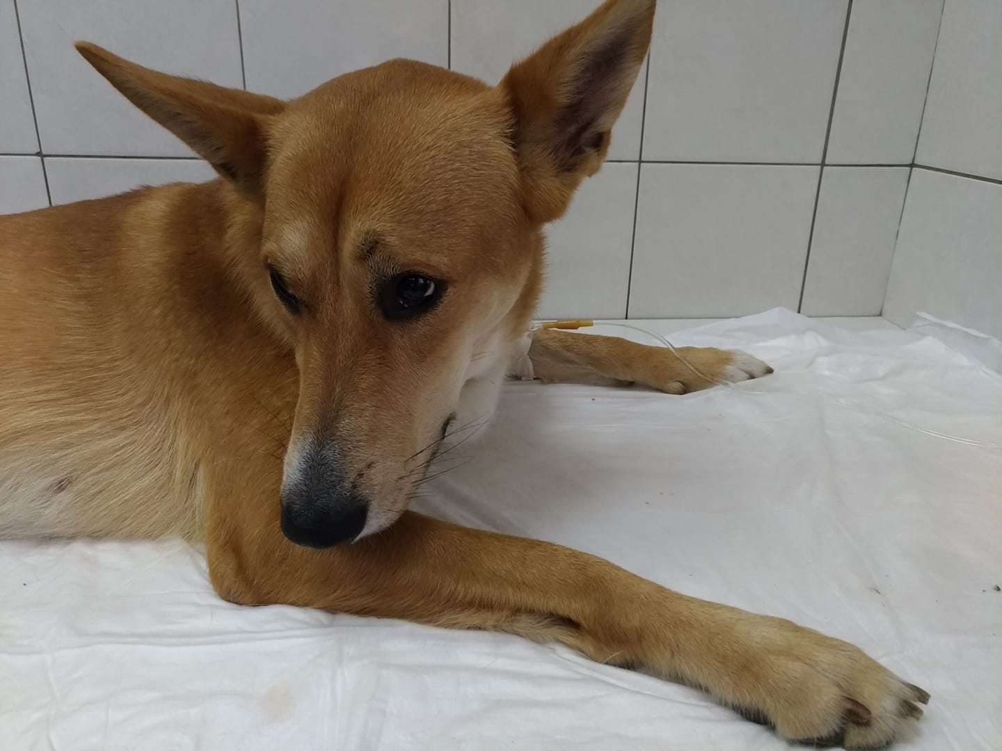 Lilusha bij dierenarts wakker