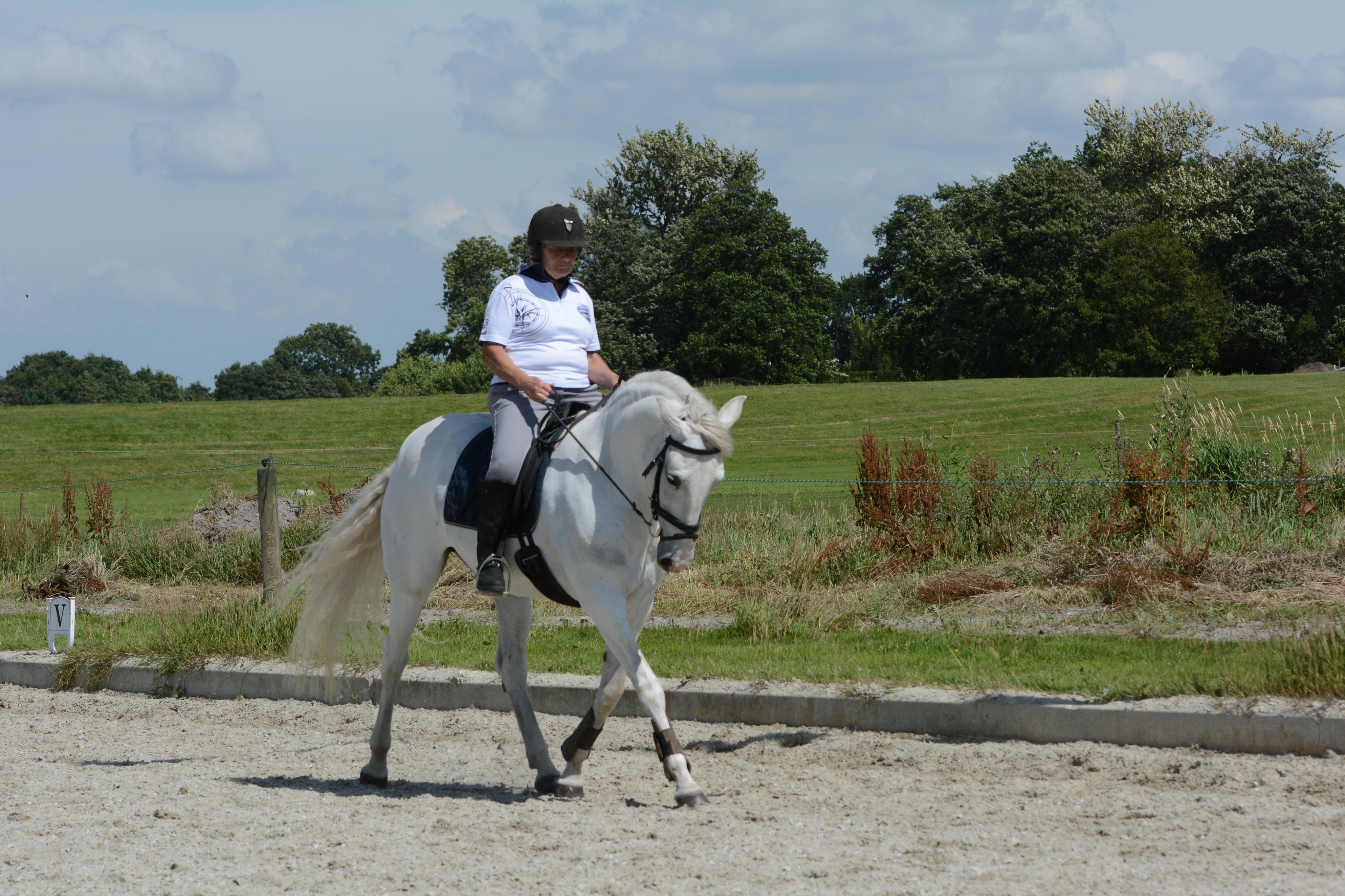 dressuurpaard