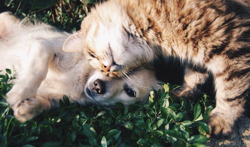 Hond en kat