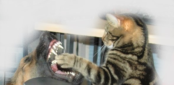 kat en hond.01